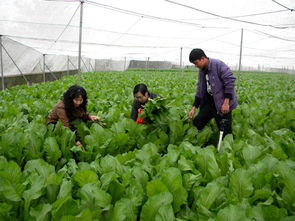 钦南区多措并举筑牢防线，守护春节“舌尖上的安全”