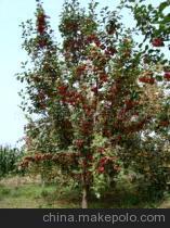 怀来海棠树 品质苗木的卓越之选