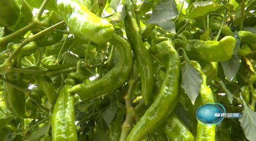 省农产品质量安全监督管理总站赴阜南县调研名特优新农产品申报工作